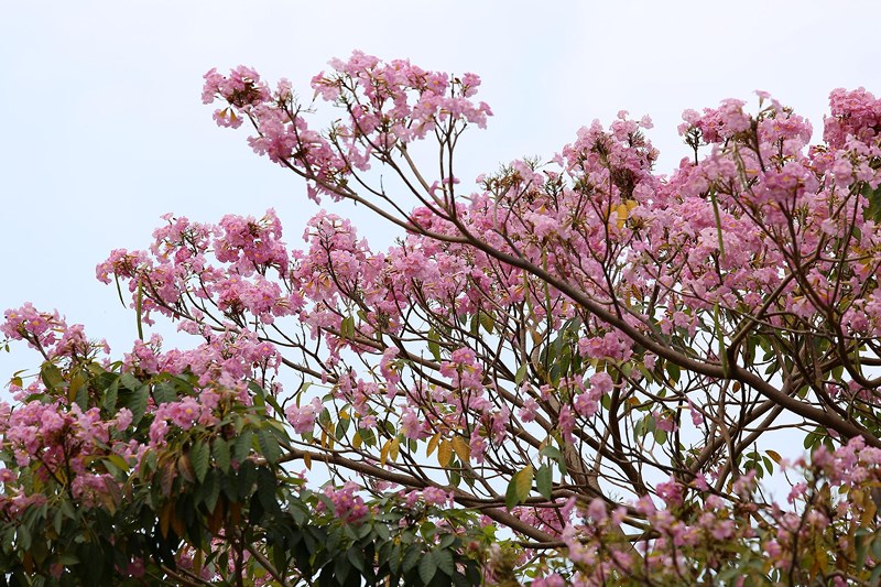 Ngắm[-]hoa[-]kèn[-]hồng[-]nở[-]rộ[-]giữa[-]Sài[-]Gòn